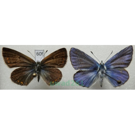 Polyommatus thersites (Cantener, 1835) pair Poland60f